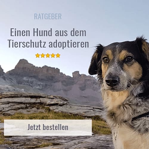 Pfotenspuren Buch Ratgeber für alle die einen Hund aus dem Tierschutz adoptieren möchten